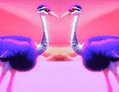 Two cranes touching beaks
