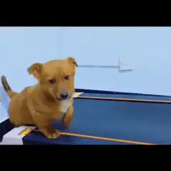 confused puppy on treadmill