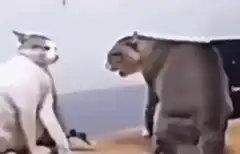 Cat slapping another cat