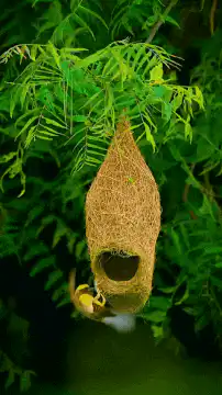 Weaver bird building nest