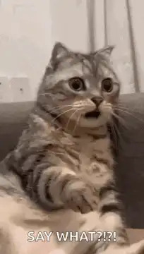 Shocked cat says say what