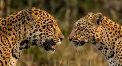 Two leopards face off