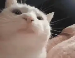 white cat looking up and closing eyes