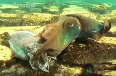 Cuttlefish camouflage color change