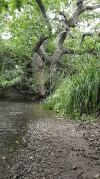 Twisted tree by a stream