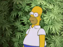 Homer Simpson hiding in marijuana plants