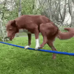 Dog walking on a blue hose