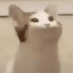 Cat screaming with mouth wide open