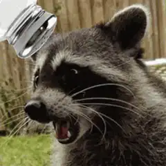 raccoon with salt shaker