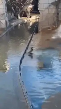 duck gets blasted by water jet