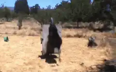 Man fights ostrich with shield