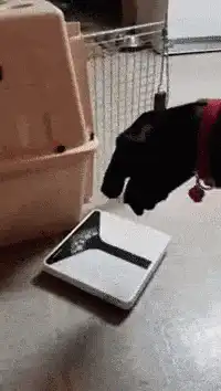 dog steps on bathroom scale