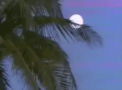 palm tree moon sway
