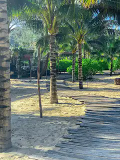 wooden boardwalk through palm trees on beach