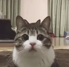 Cat with another cat popping up behind