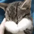 Cat rubbing paws on face