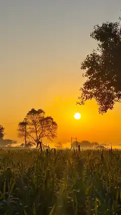 sunrise over cornfield with trees