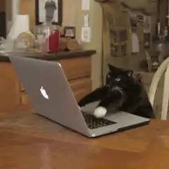 black cat typing on laptop