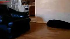 small dog slides across floor