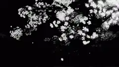 falling cherry blossom petals