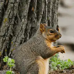 Squirrel crossing arms