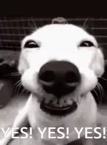 Smiling Dog Saying Yes