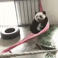 Panda relaxing in a pink hammock