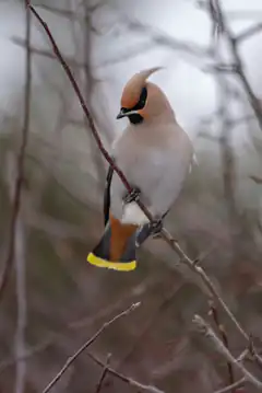 Cedar Waxwing on a branch