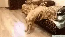 dog stretches on floor