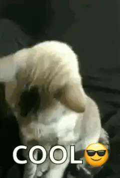 Cat puts on sunglasses