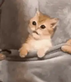 Cute kitten peeking over blanket