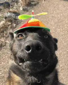dog wearing propeller hat
