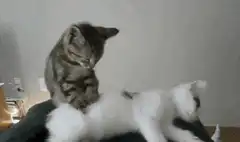 Tabby kitten kneading sleeping white kitten