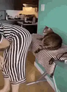 Cat slaps person's butt