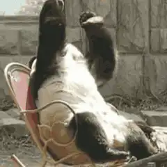 Panda falls asleep in rocking chair
