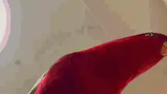 Red parrot looking around