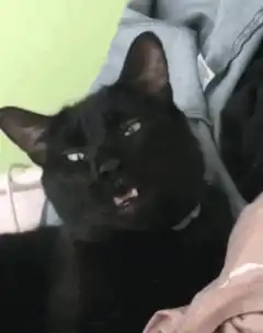black cat yawning and meowing