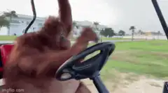 Orangutan driving a golf cart