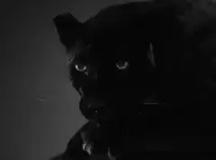black panther licking paw