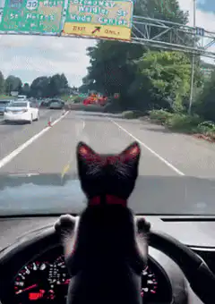 Cat driving car off road