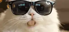 Cool cat with sunglasses
