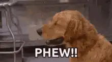 Dog wipes sweat with towel