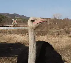 Ostruck head bobbing in field