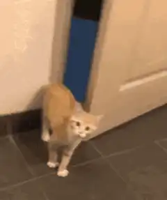 Cat opens door and peeks through