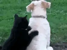 black cat hugging dog from behind