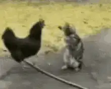 chicken kicks cat