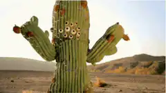 Cactus with googly eyes dancing