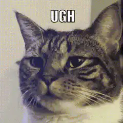 Cat saying UGH
