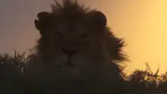 Lion staring intensely at sunset