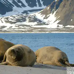Elephant seal rolls into the ocean